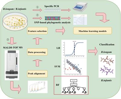 Rapid discrimination of Bifidobacterium longum subspecies based on MALDI-TOF MS and machine learning